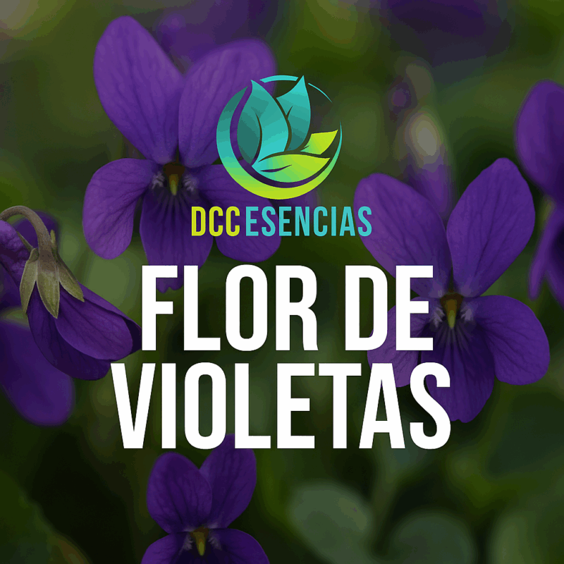 Flor de Violetas
