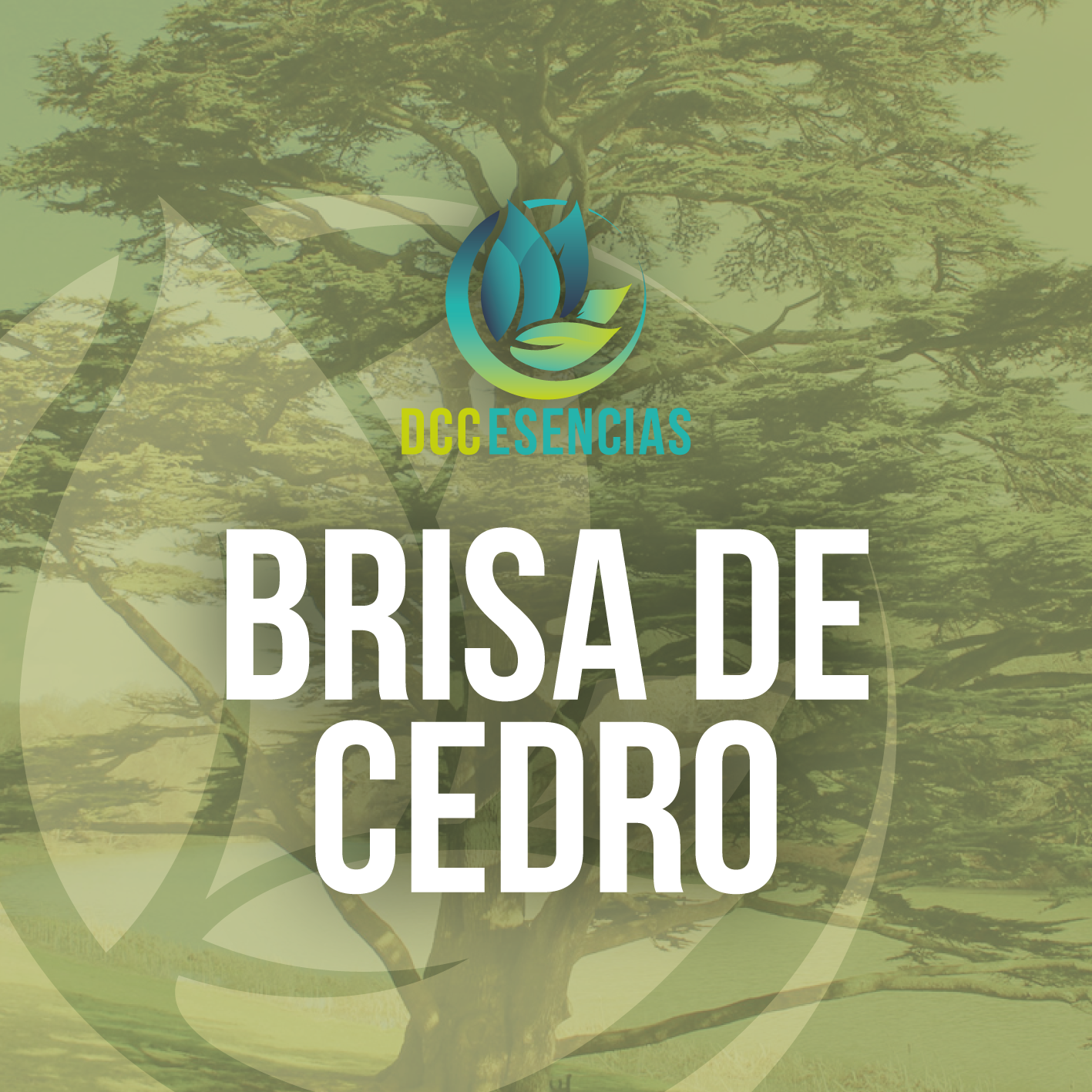 Brisa De Cedro