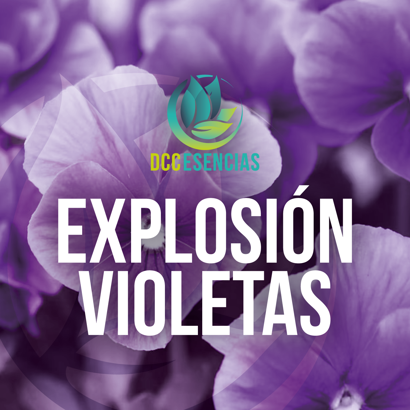 Explosion Violetas