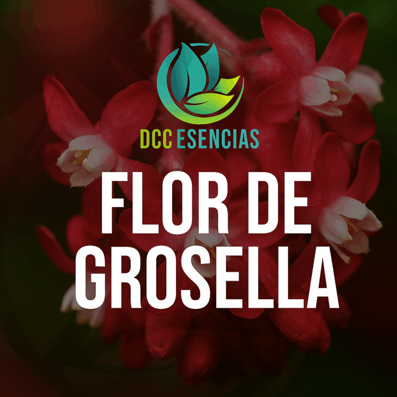 Flor de Grosella