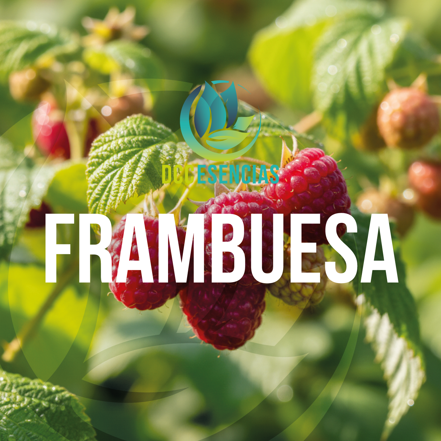 Frambuesa