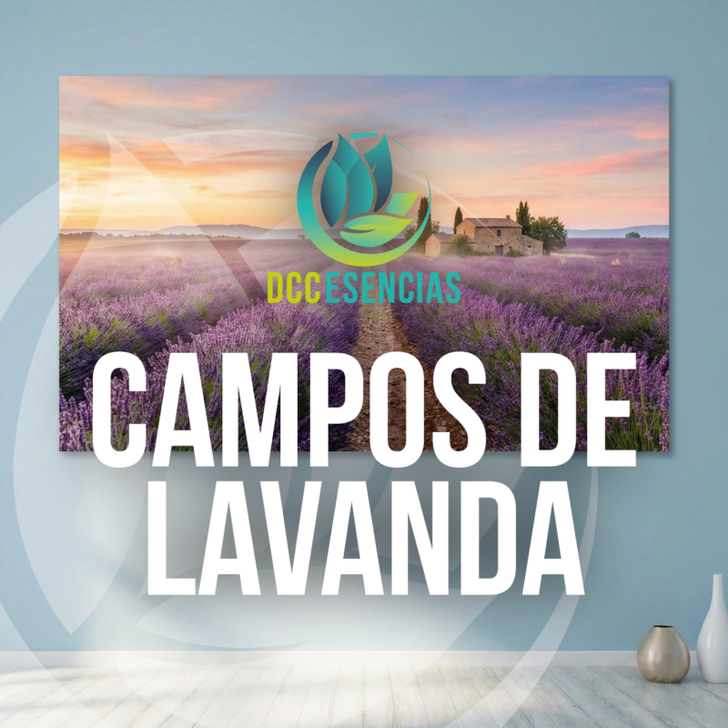 Campos de Lavanda