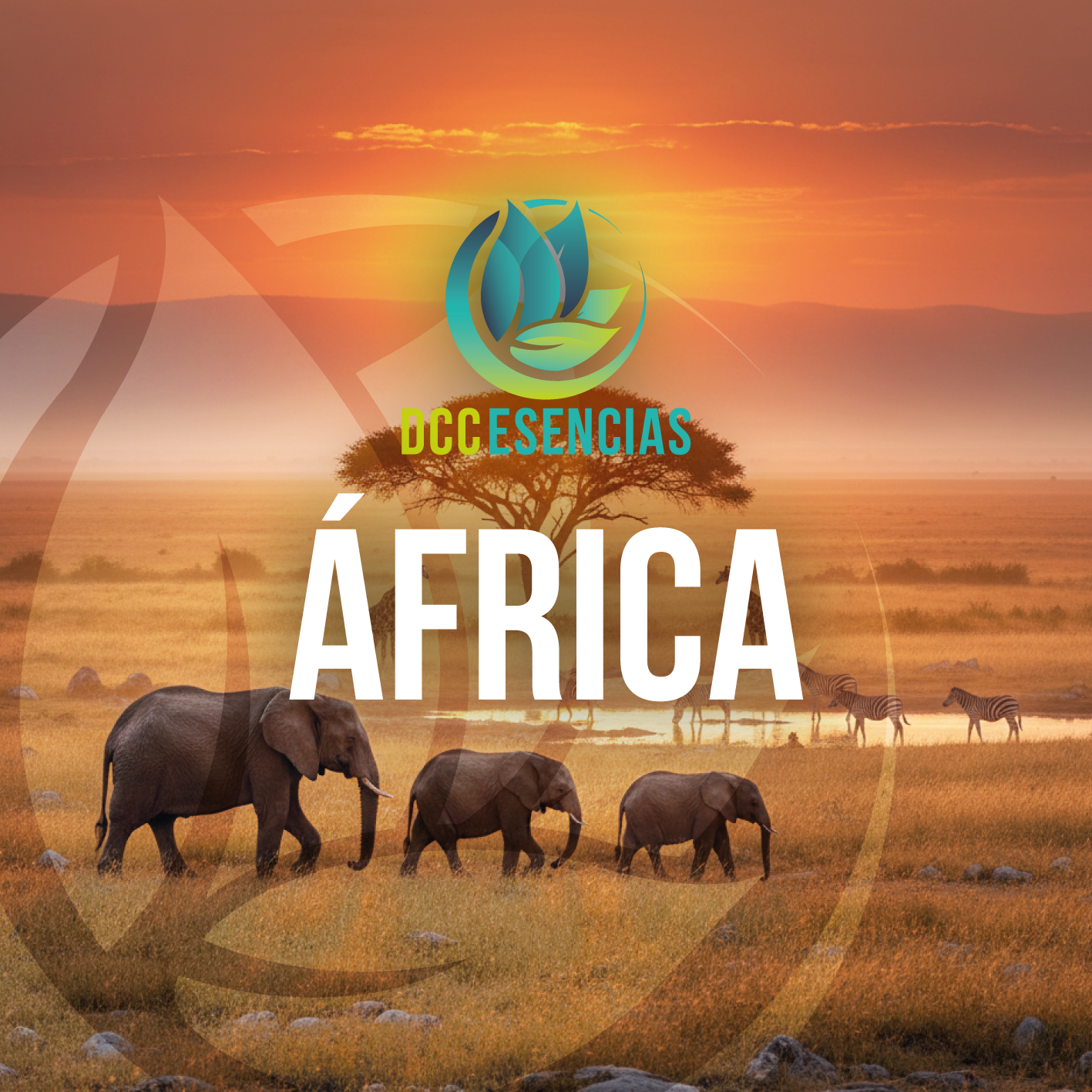 Africa