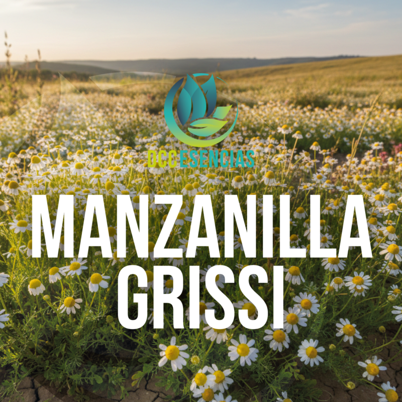 Manzanilla Grissi